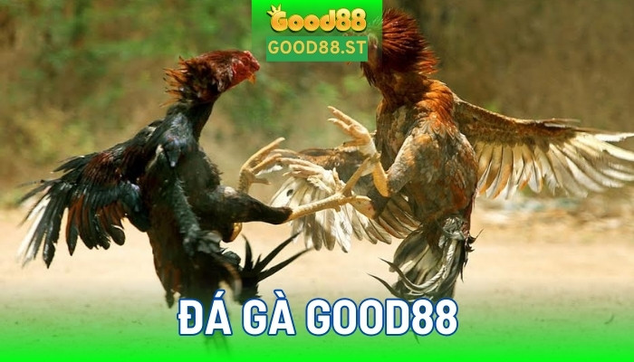 Đá gà good88 giúp người chơi tận hưởng trọn vẹn đam mê của mình