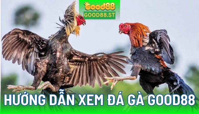 Hướng dẫn xem đá gà siêu đơn giản