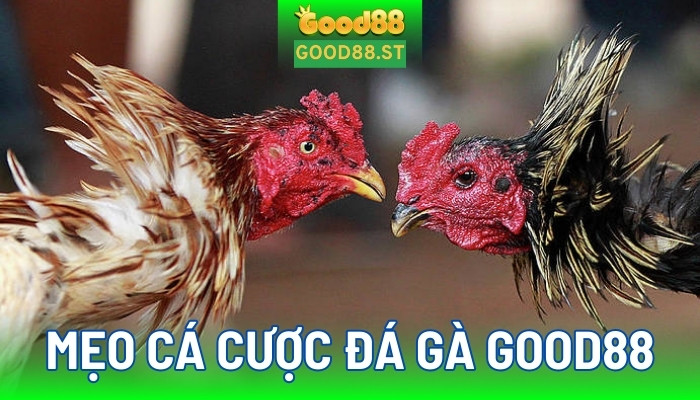 Mẹo cá cược đá gà good88 giúp bạn dễ thành công hơn